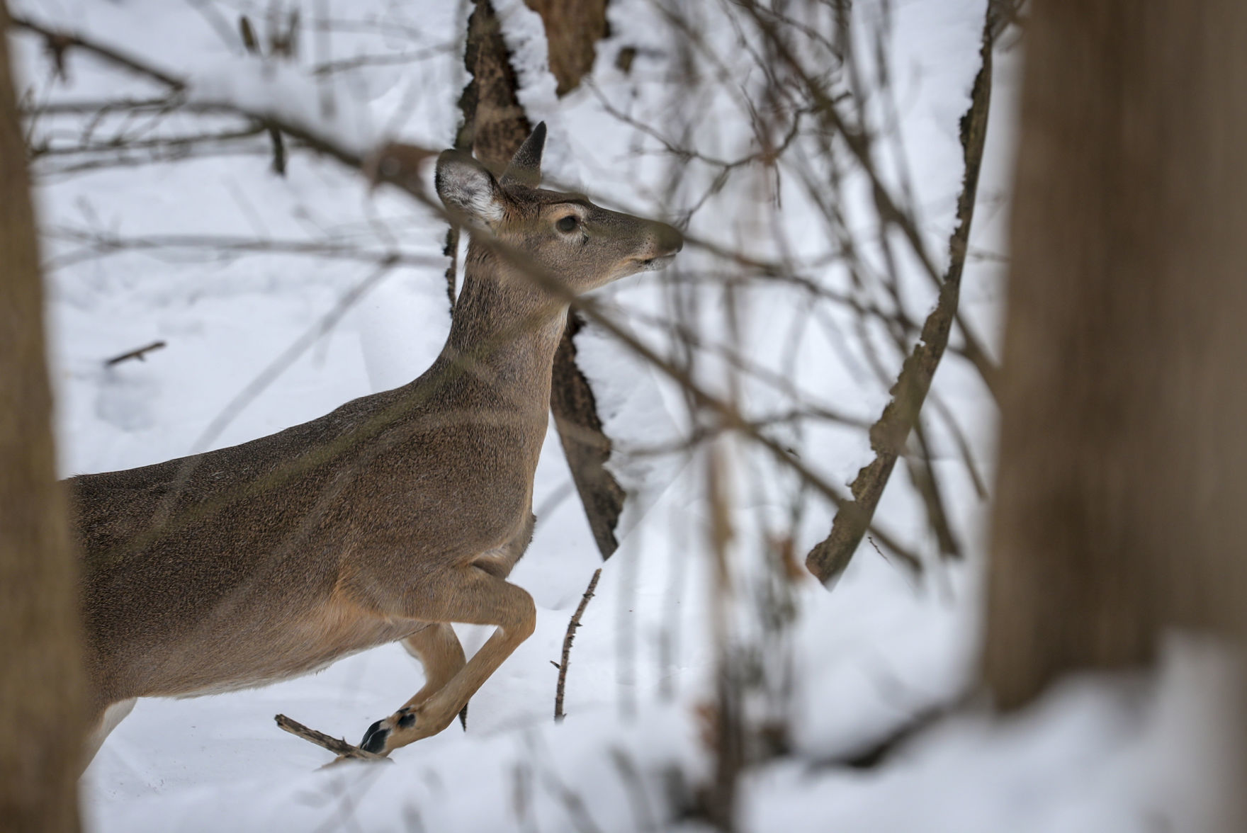 012319-qct-qca-deerhunt-010